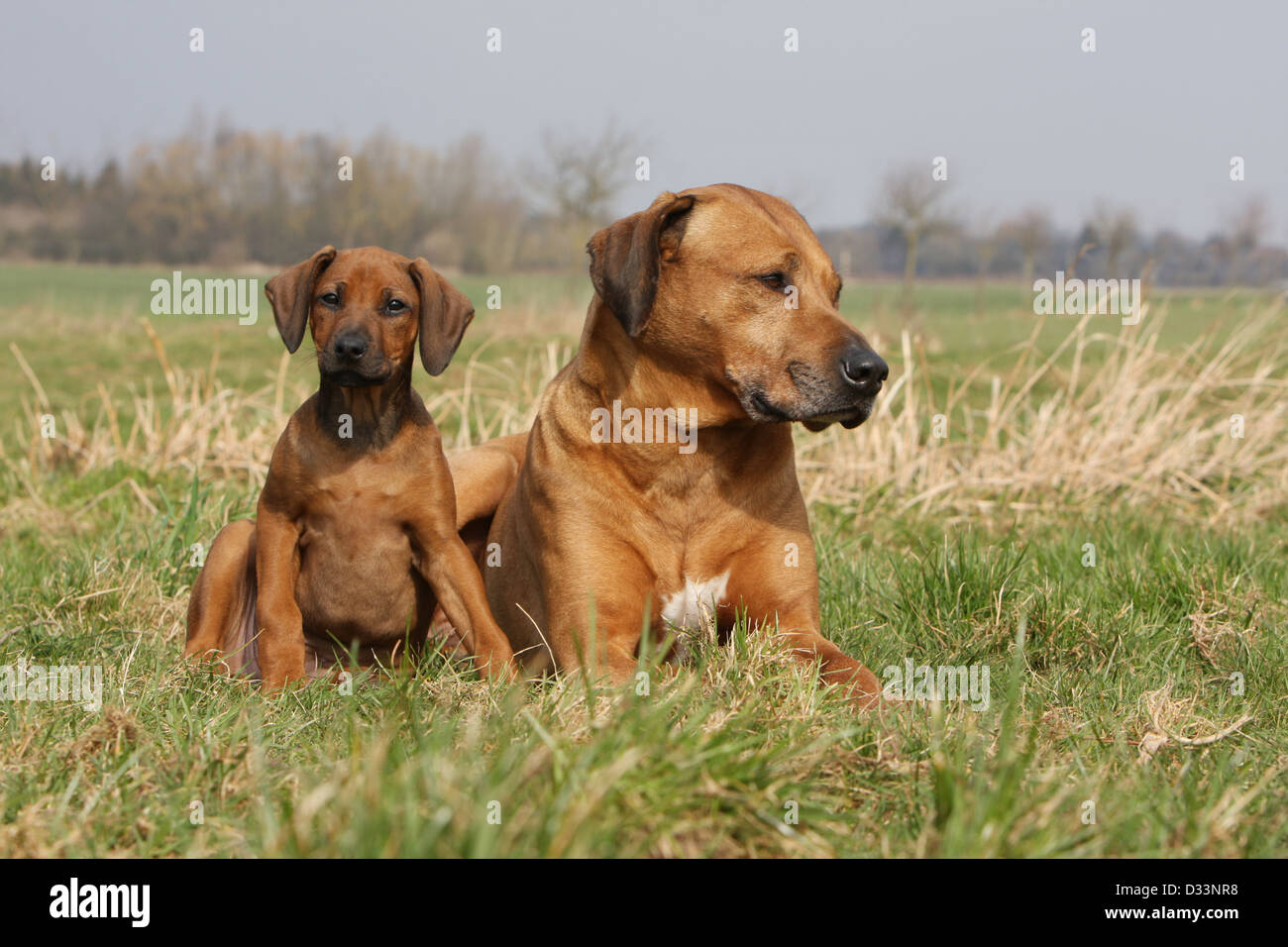 Dog Rhodesian Ridgeback / African Lion Hound adult and puppy in a meadow Stock Photo Alamy