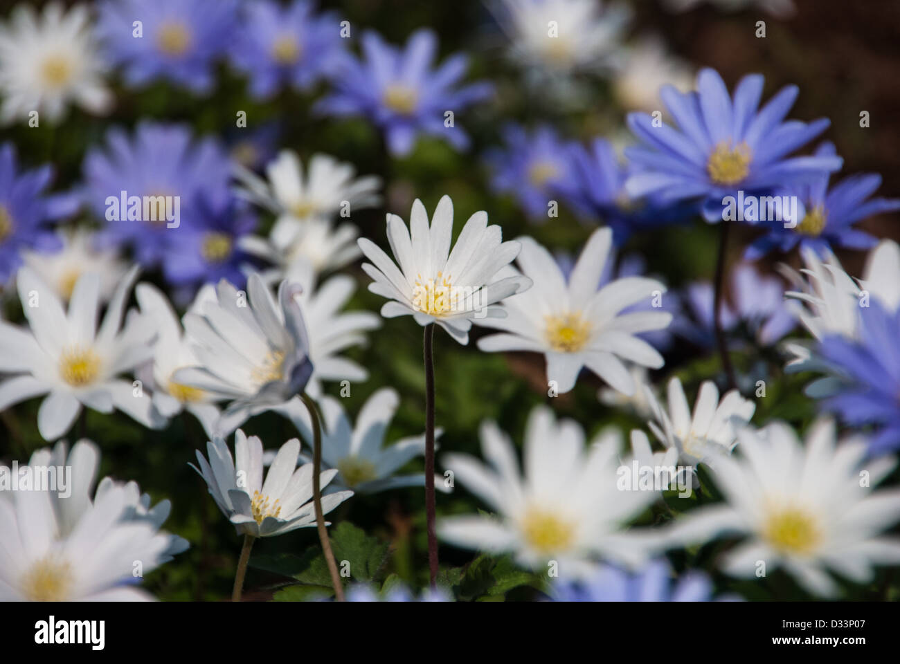 Anemone blanda hires stock photography and images Alamy