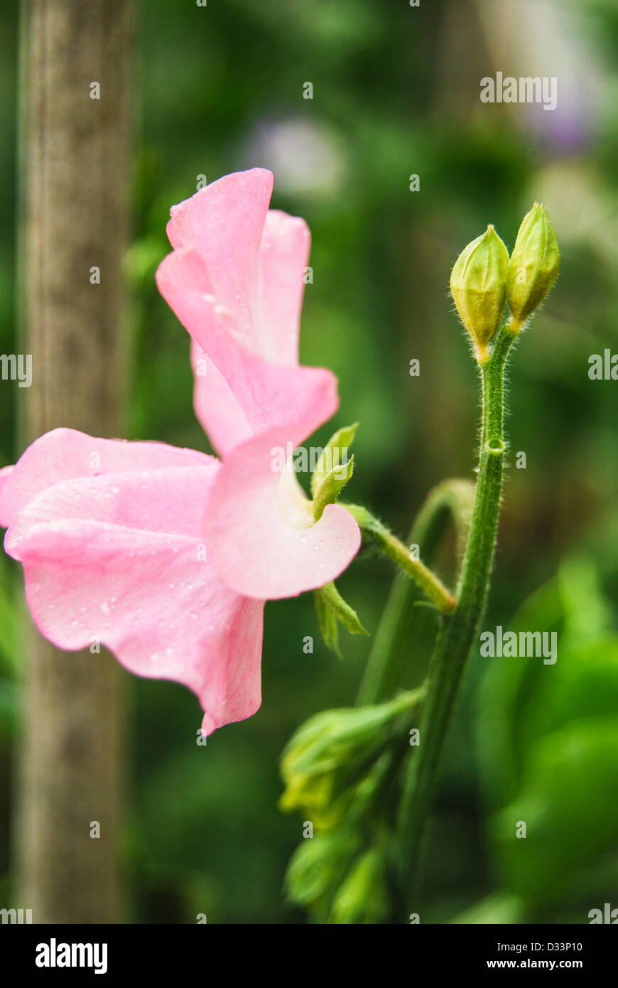 Sweet pea flower showing bud drop Stock Photo