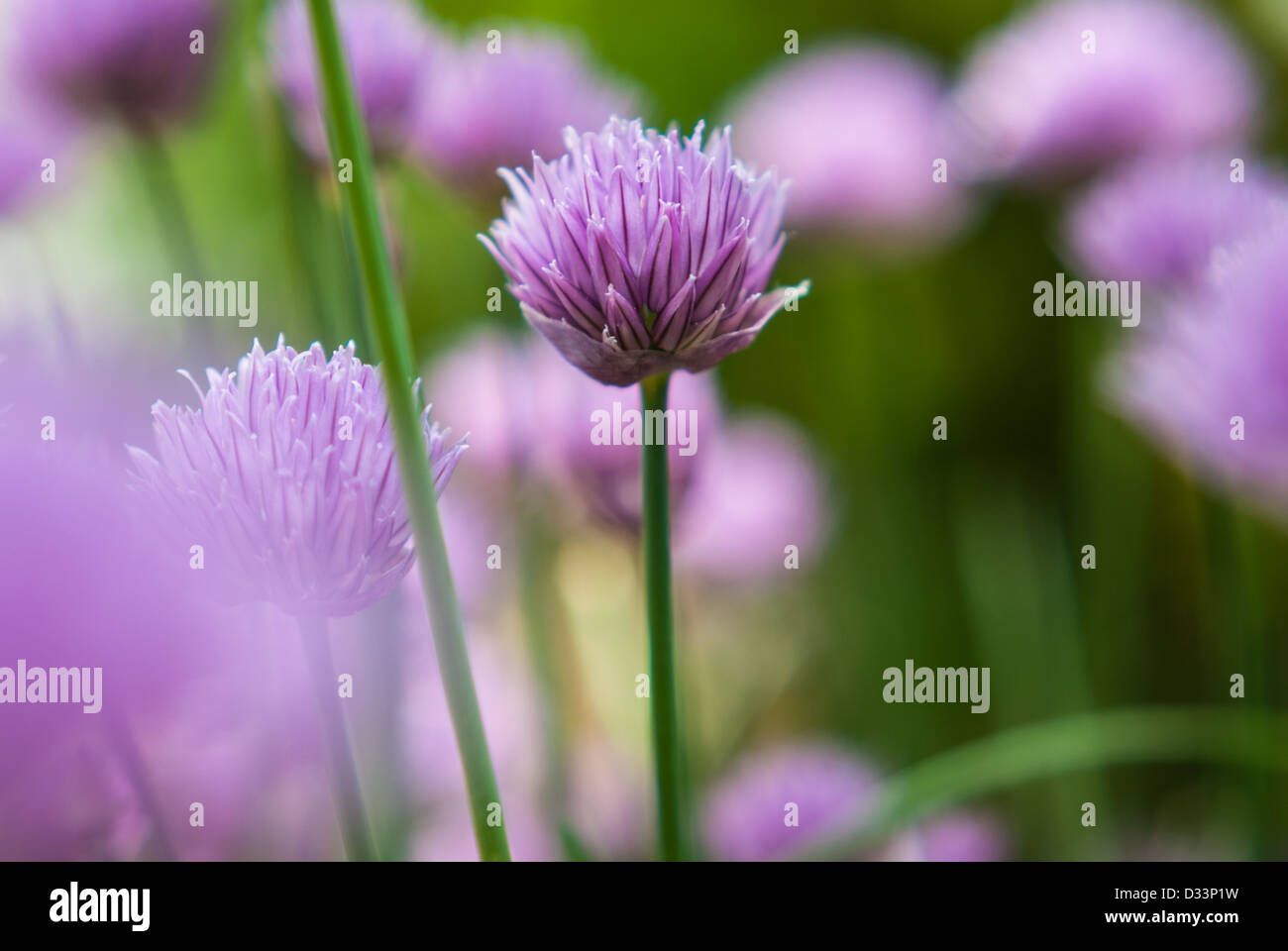 Chive blooms Stock Photo Alamy