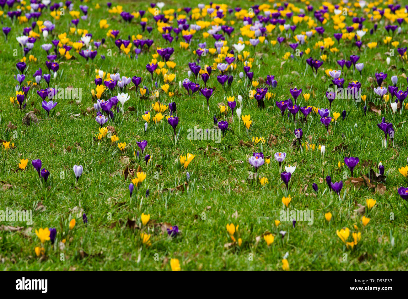 Naturalised crocus bulbs in grass Stock Photo Alamy