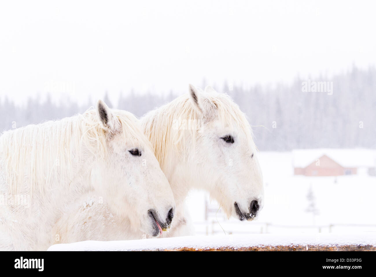 White horses in snow on the farm in Colorado Stock Photo - Alamy