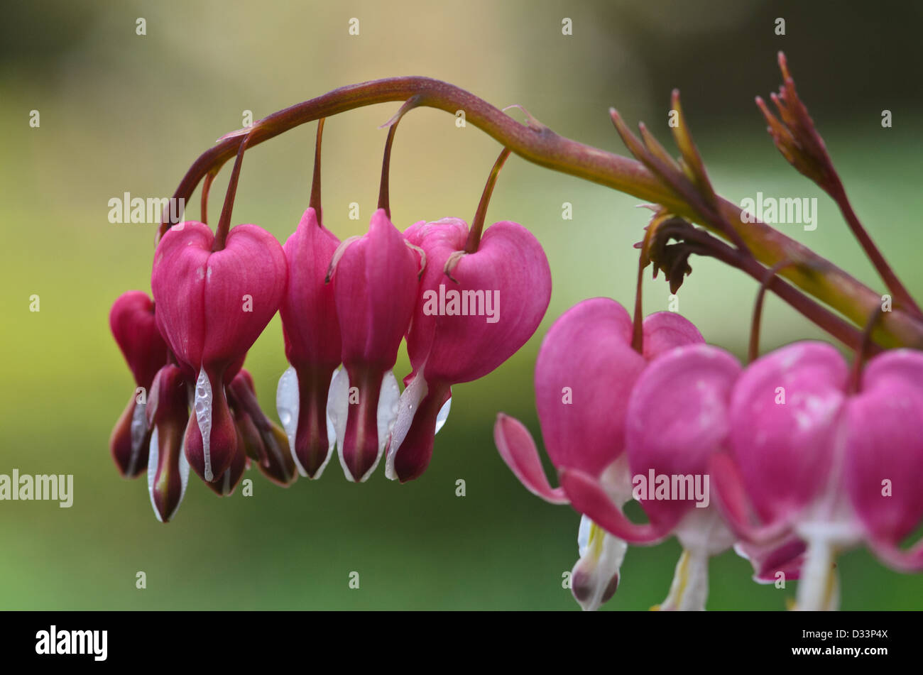 Dicentra spectabilis bleeding heart Stock Photo Alamy