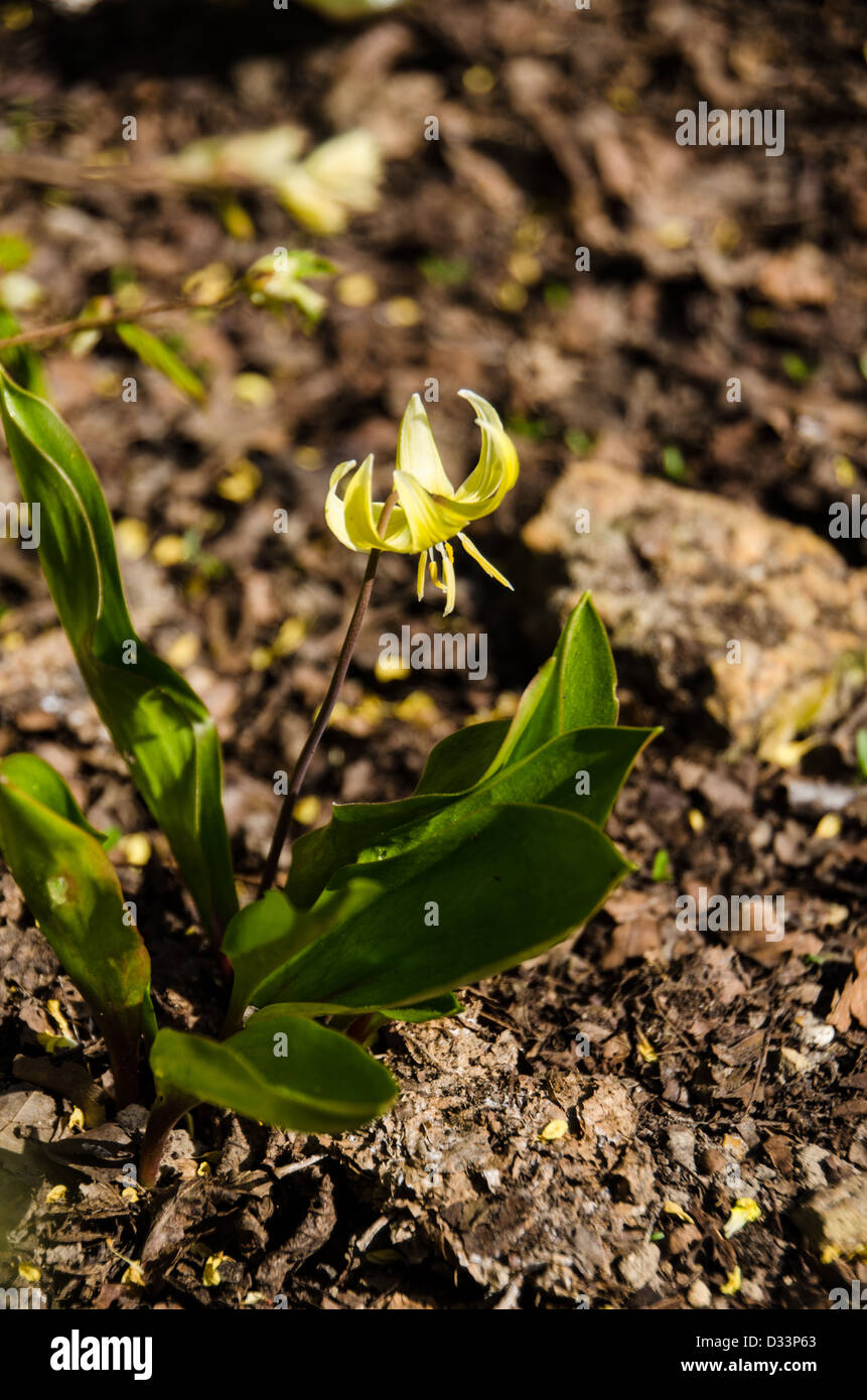 Lily bulb hires stock photography and images Alamy
