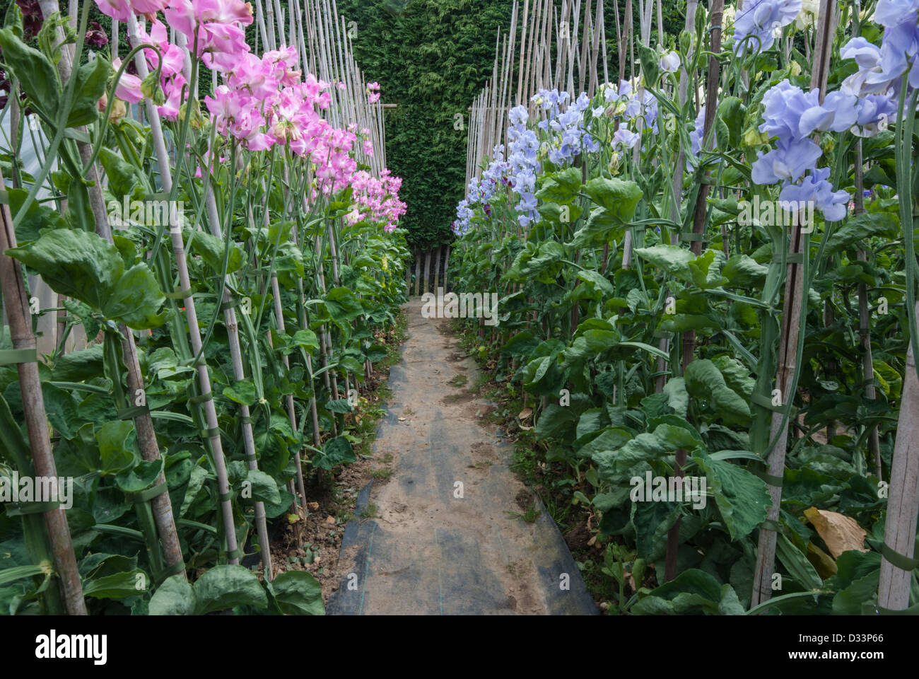 Exhibition Sweet Peas growing up canes Stock Photo Alamy