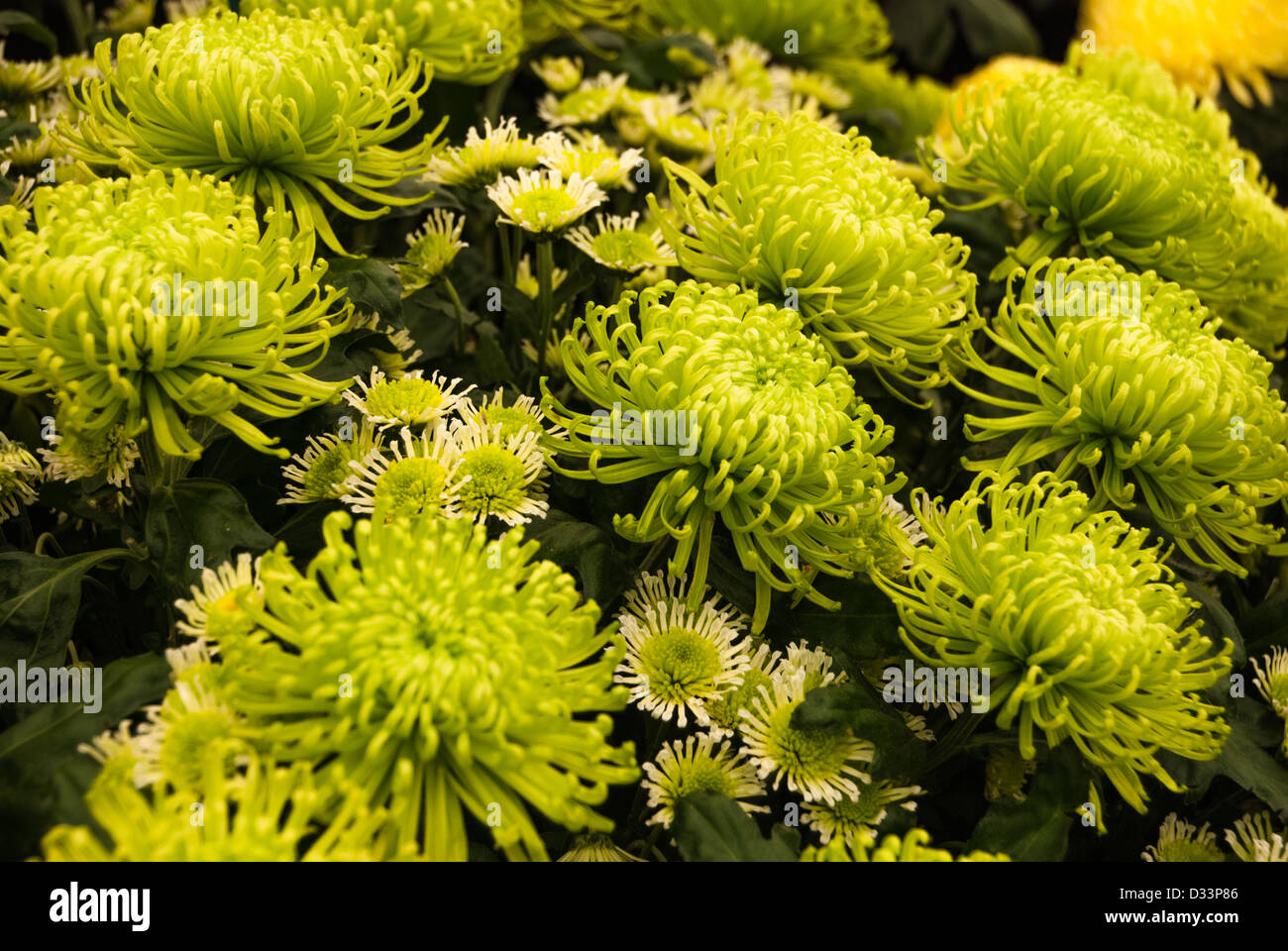 Chrysanthemum Green Stock Photos & Chrysanthemum Green Stock Images Alamy