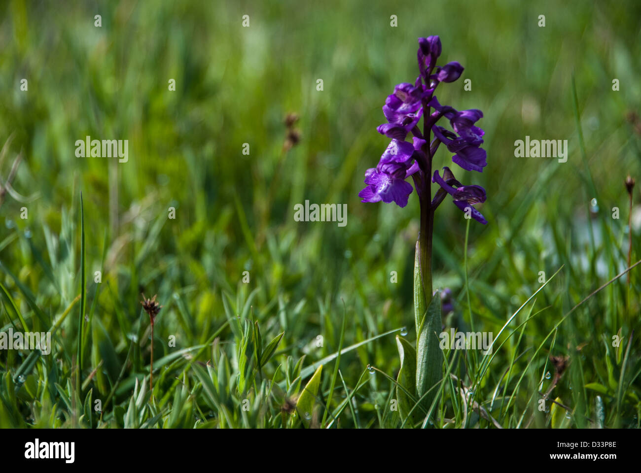 green winged orchid - orchis morio Stock Photo