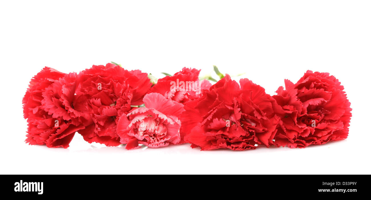 Red carnation flowers isolated on white background Stock Photo - Alamy