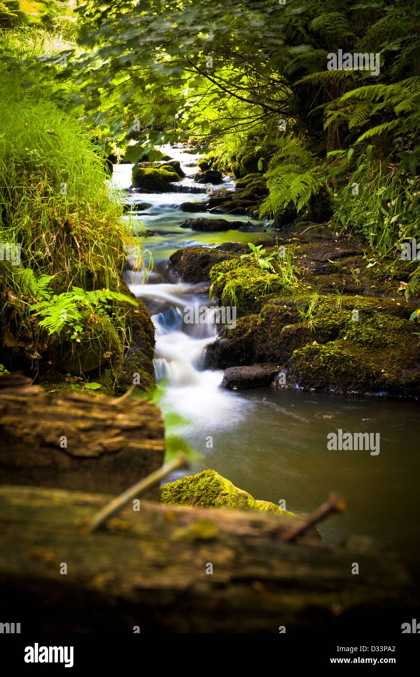 gentle babbling stream in green wood flowing into pool of calm water. Slow shutter milky water effect Stock Photo