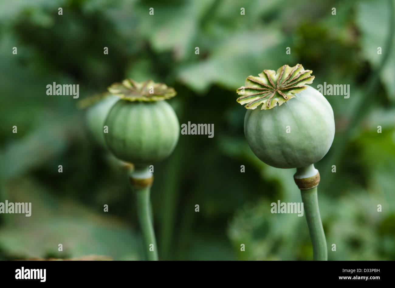 A pair of poppy seed heads Stock Photo - Alamy