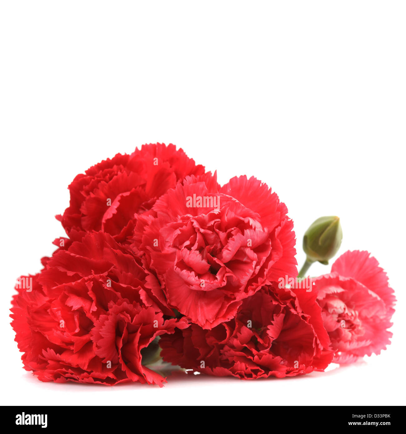 Red carnation flowers isolated on white background Stock Photo - Alamy