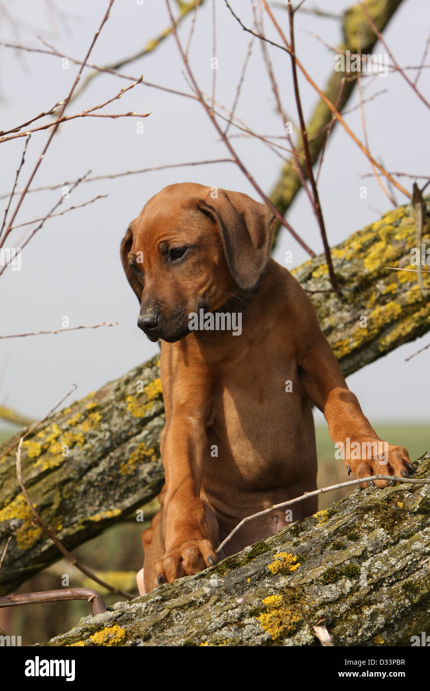 A Rhodesian Ridgeback Treeing A Squirrel Dog Rhodesian Ridgeback / African Lion Hound puppy sitting in a tree ...