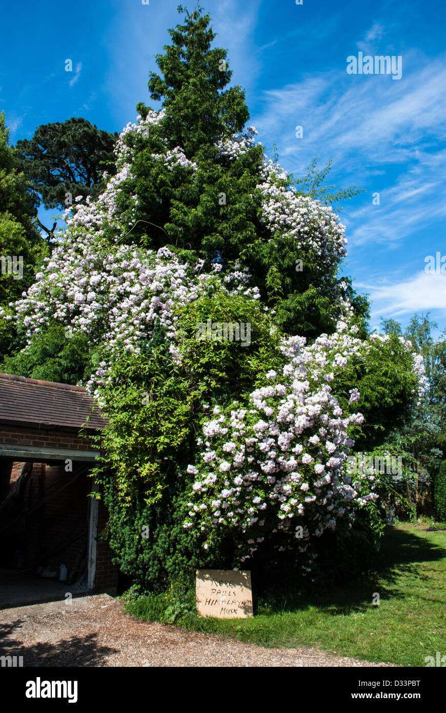 Rambling rose - Rosa pallis hymalayan musk Stock Photo