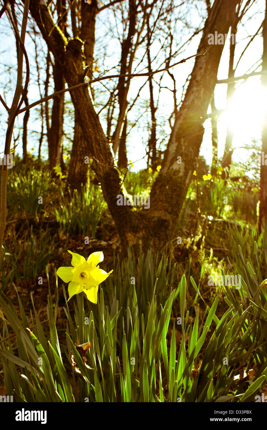 daffodils in a woodland glade nature scene back lit by a low sun Stock Photo