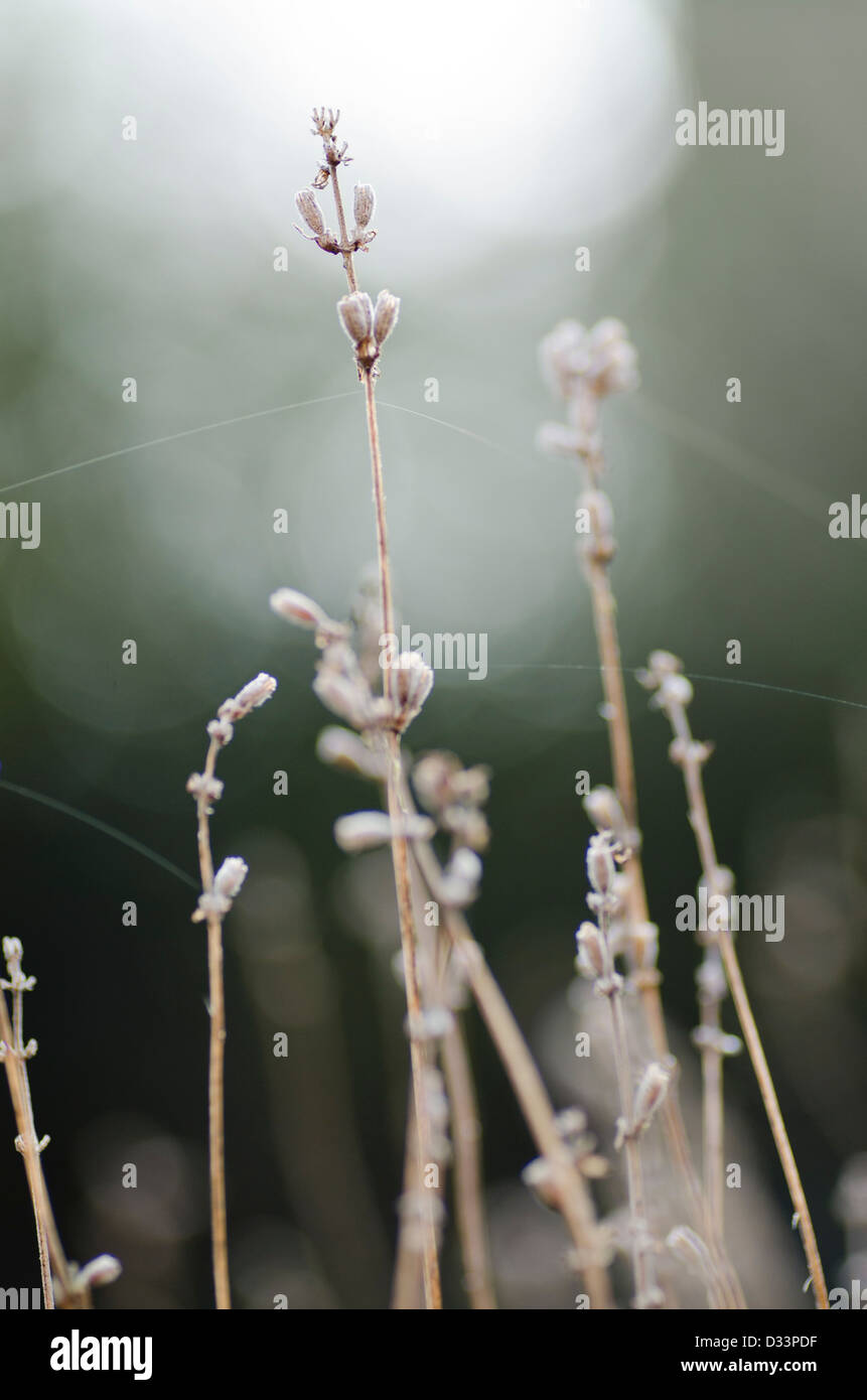 Macro close up photo of plant materials and cobwebs in garden nature natural shallow depth of field Stock Photo