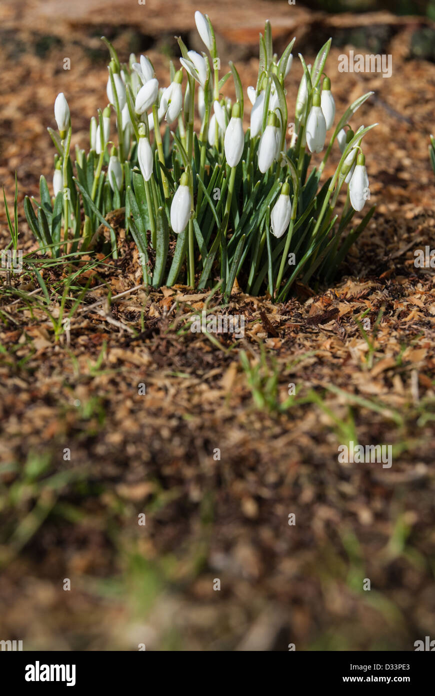 Small clump of snowdrops in flower Stock Photo