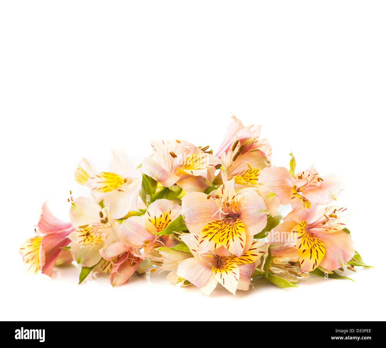 Pink alstroemeria isolated on white background closeup Stock Photo - Alamy