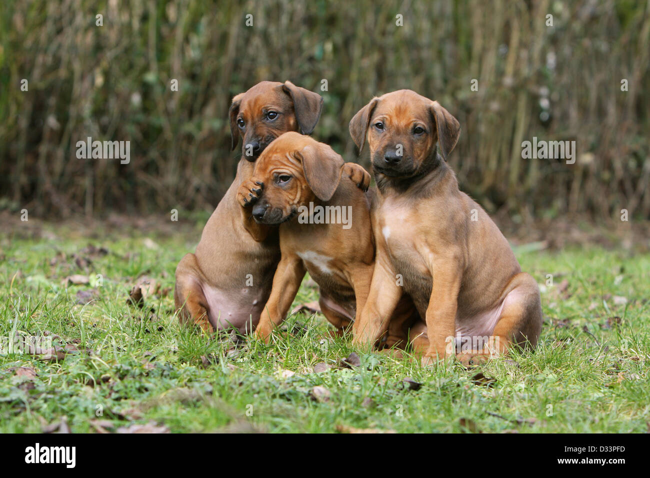 Dog Rhodesian Ridgeback / African Lion Hound three puppies sitting in a meadow Stock Photo Alamy