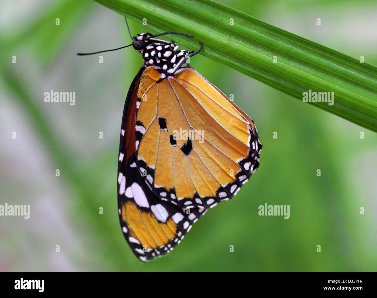 Monarch butterfly hanging upside down on a plant Stock Photo Alamy