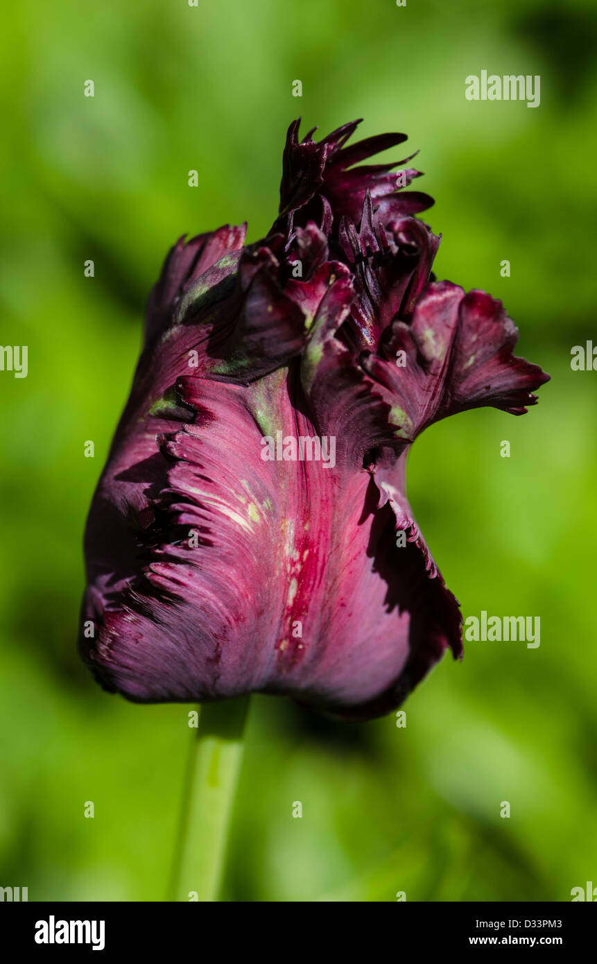 Tulip 'Black Parrot Stock Photo