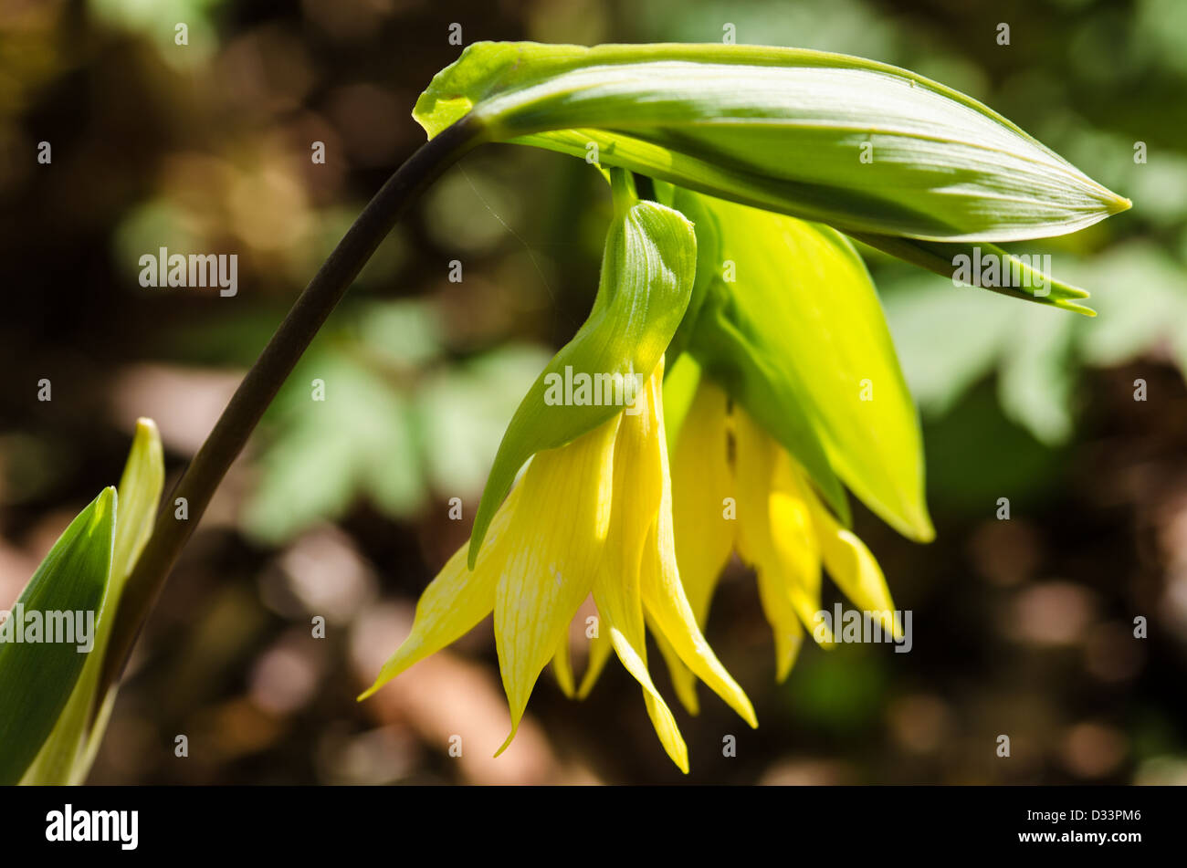 Uvularia Perfoliata, bell flower, merrybells, Stock Photo