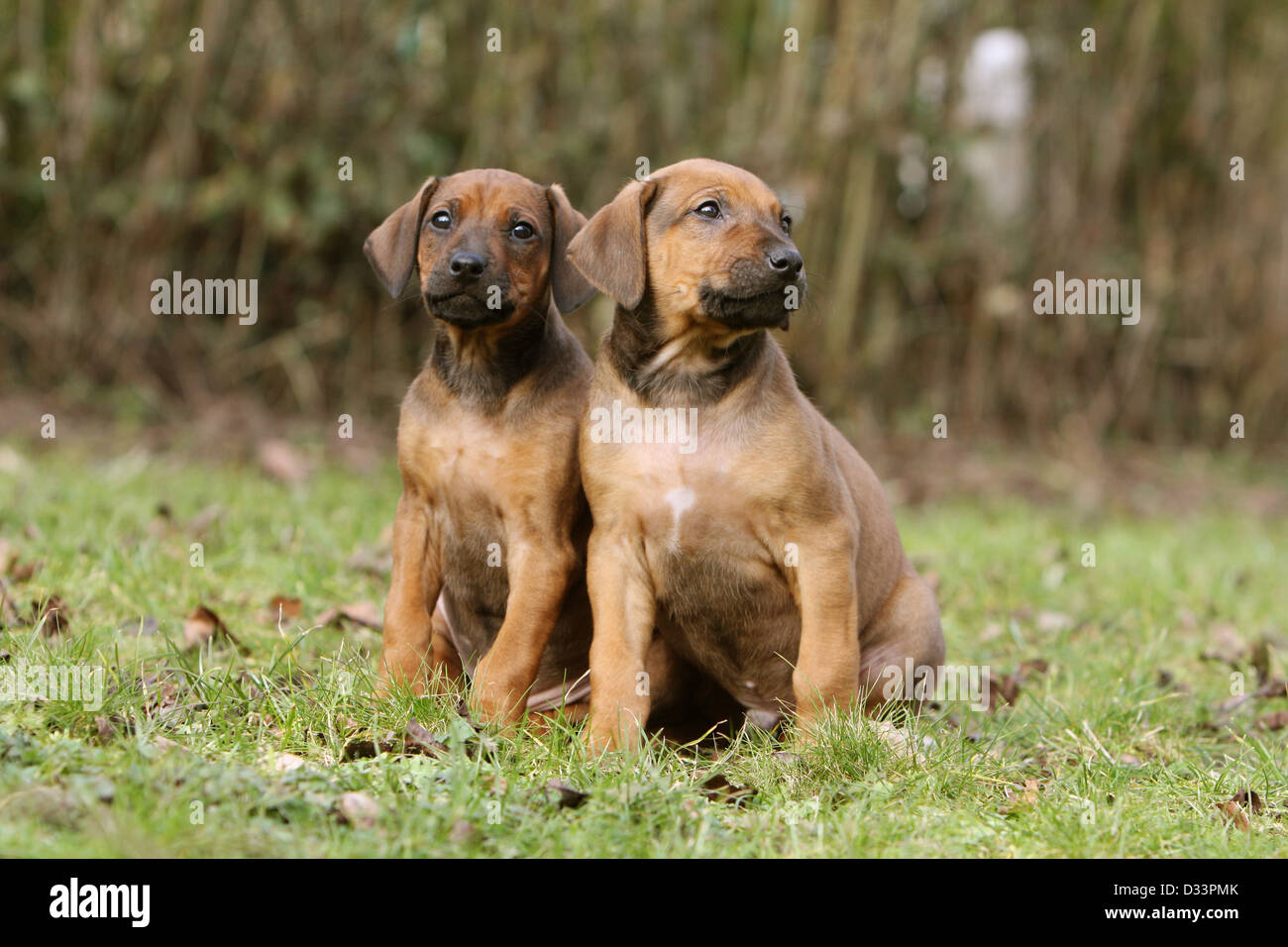 Dog Rhodesian Ridgeback / African Lion Hound two puppies sitting in a meadow Stock Photo Alamy
