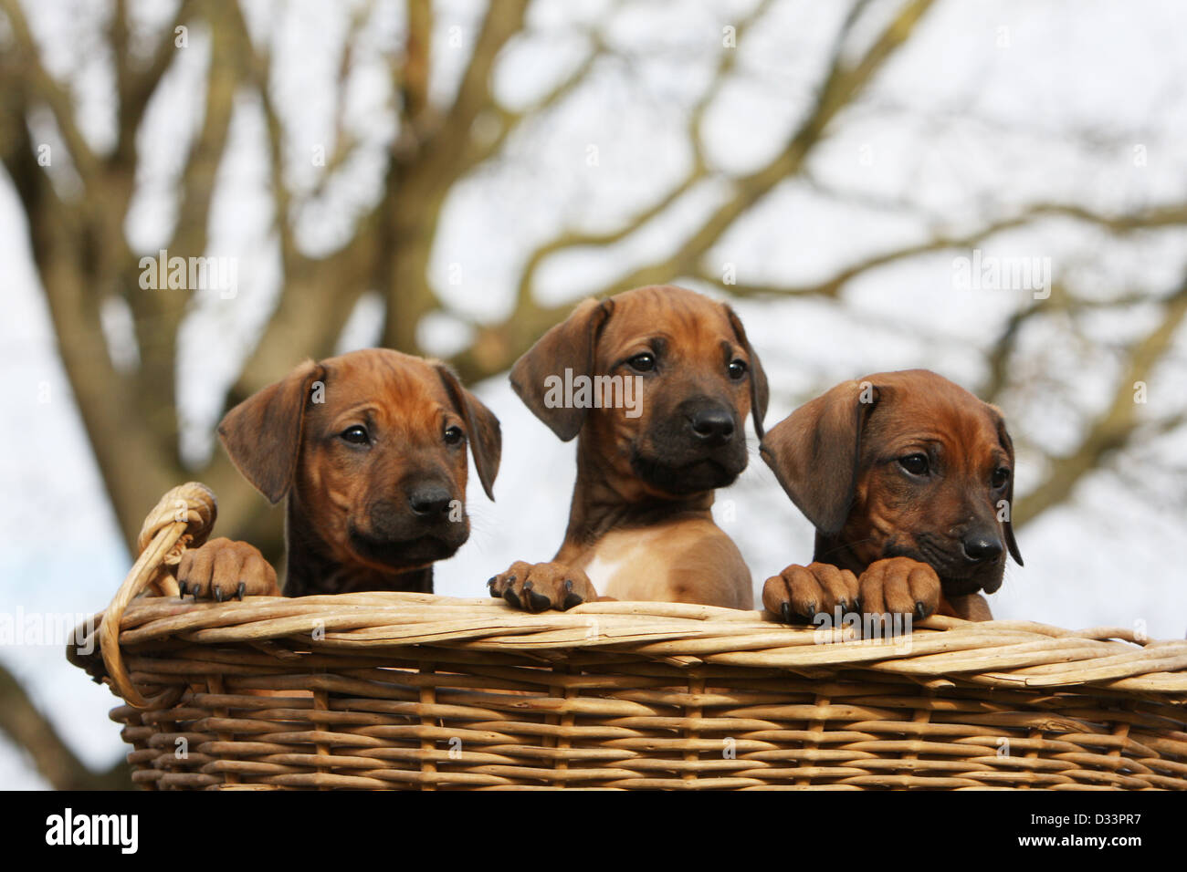 Zimbabwe basket hi-res stock photography and images - Alamy
