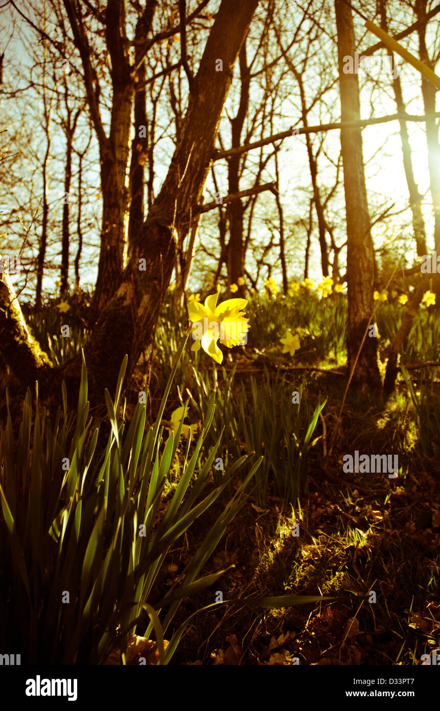 Yellow daffodil narcissus in a woodland glade forest trees back lit by low warm sun Stock Photo