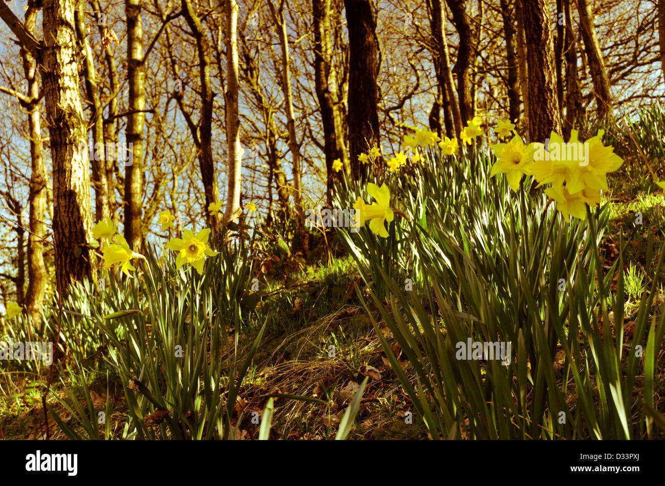 Yellow daffodil narcissus in a woodland glade forest trees back lit by low warm sun Stock Photo