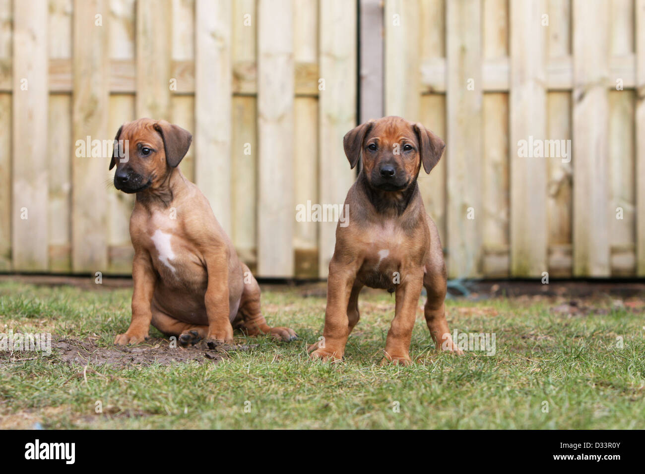 Dog Rhodesian Ridgeback / African Lion Hound two puppies in a garden Stock Photo Alamy