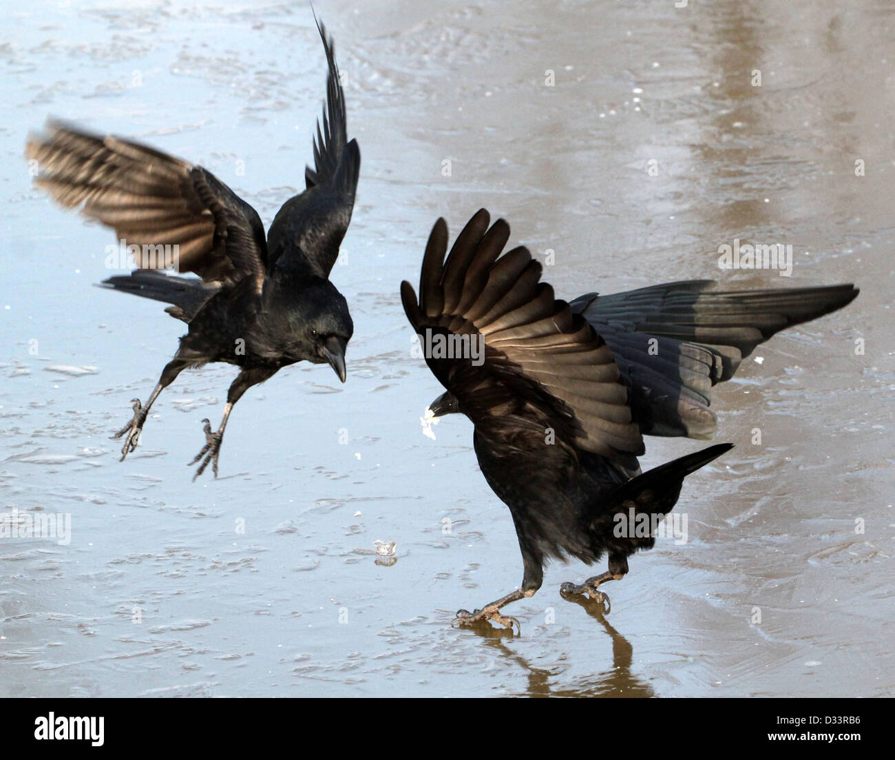 Detailed close up of a two black carrion crows (Corvus Corone) cavorting on the ice Stock Photo