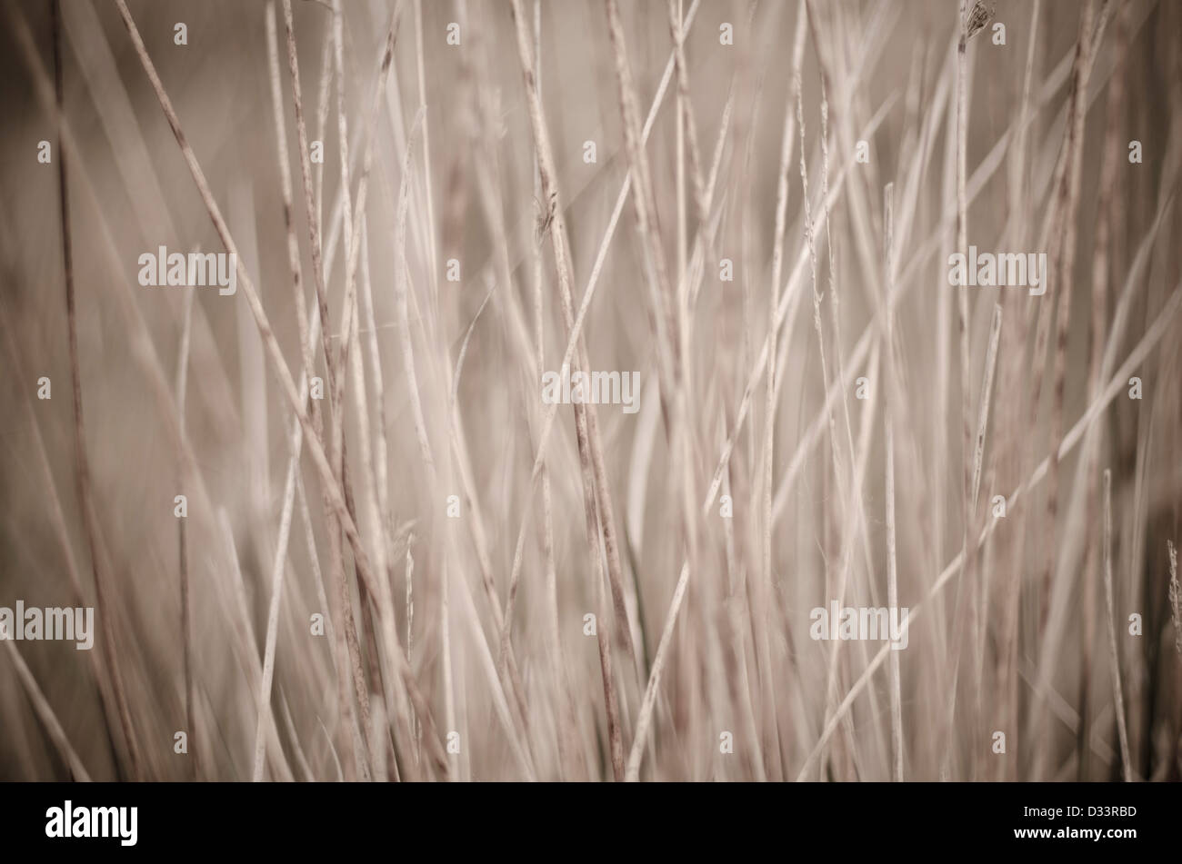 Close up of moorland grasses woody vegetation Stock Photo