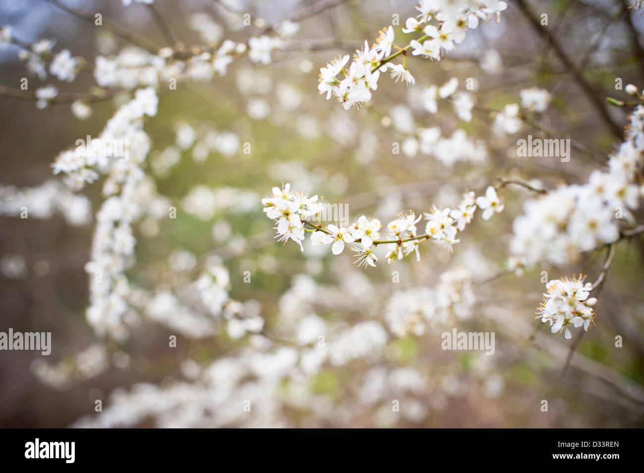 Spring blossom on tree branches Stock Photo