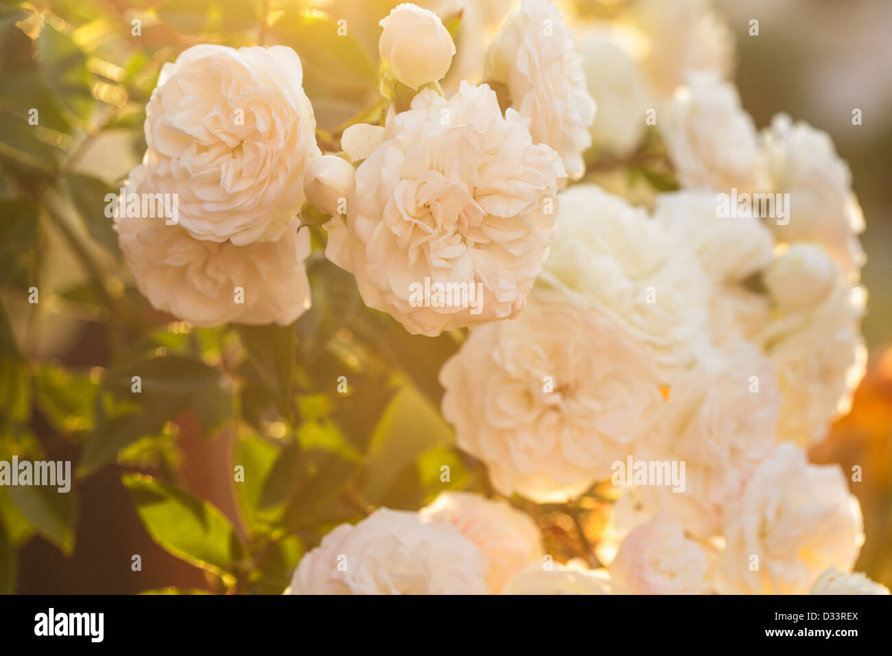 Back Sunlit Roses A bush of white roses in sunset backlight Stock Photo - Alamy