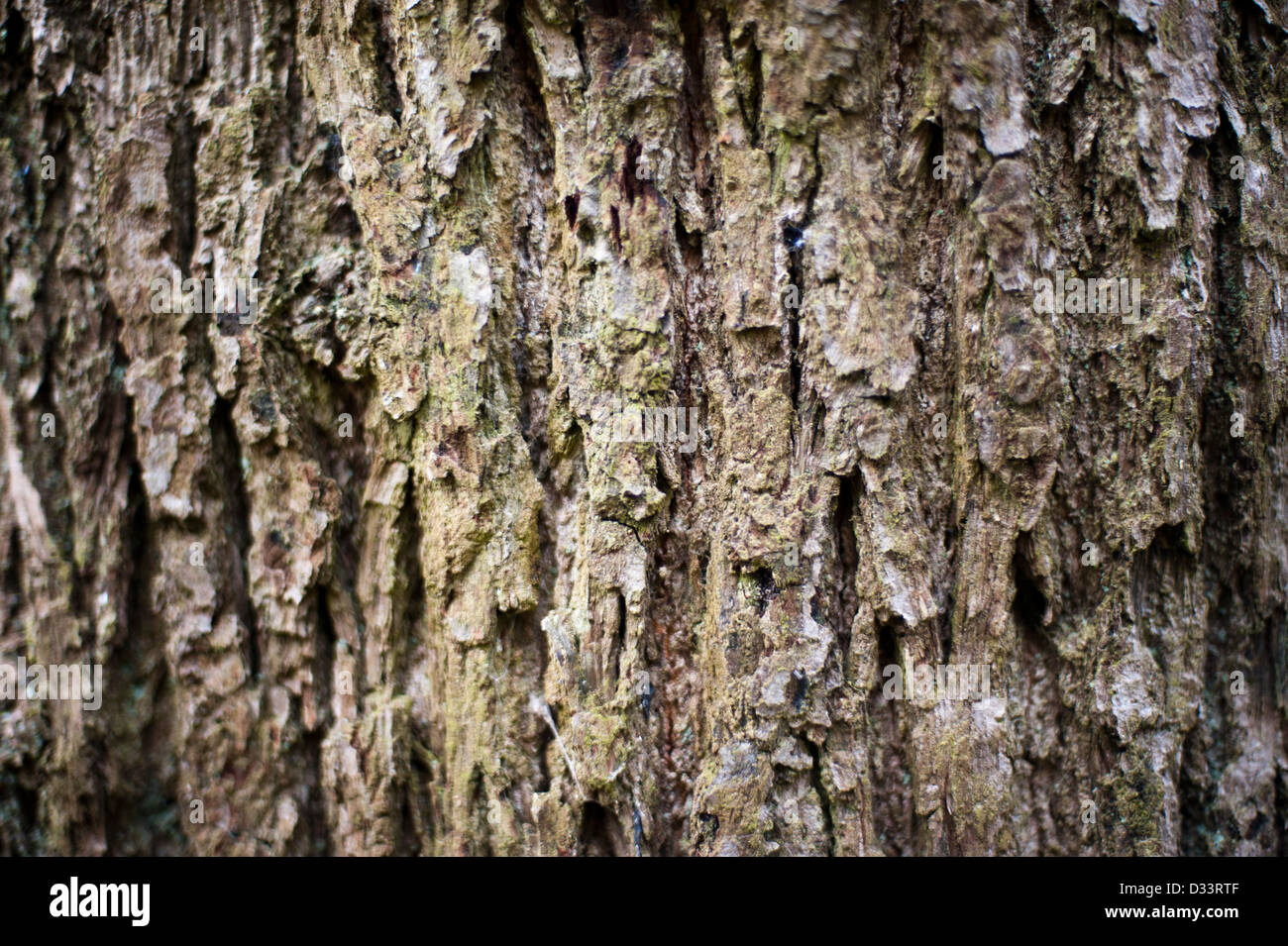 close up of tree trunk bark Stock Photo
