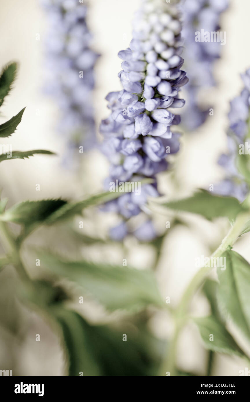 close up macro of purple blue flowers Stock Photo