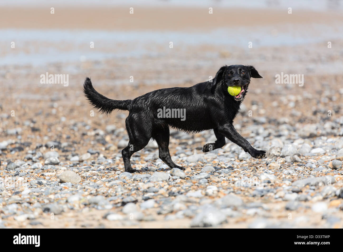 Black Labrador dog with tennis ball in its mouth running on stony beach in Cromer Norfolk East