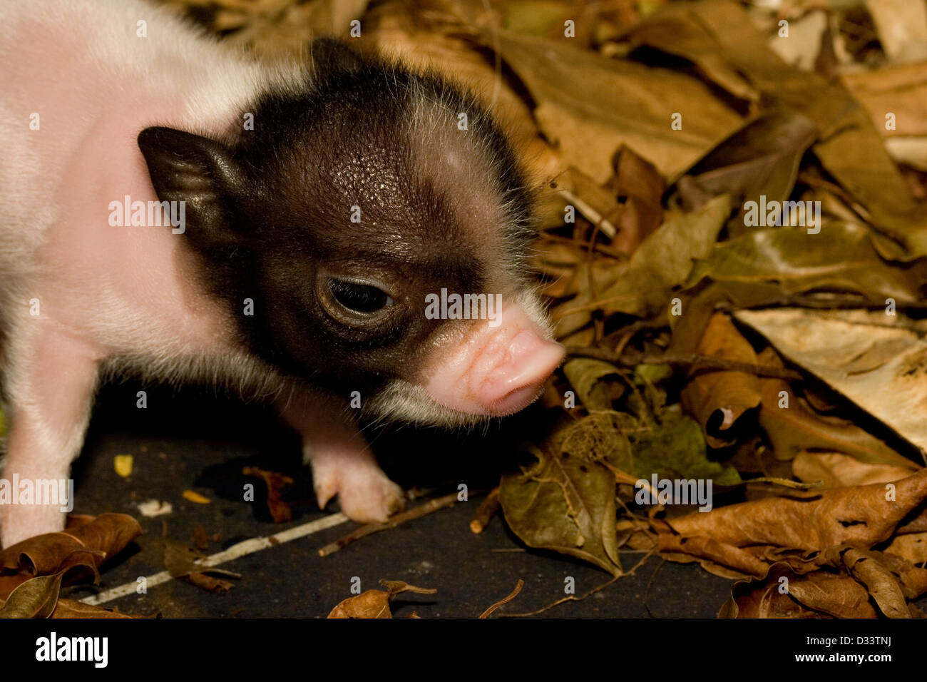 A cute baby pig forages in leaf litter Stock Photo Alamy