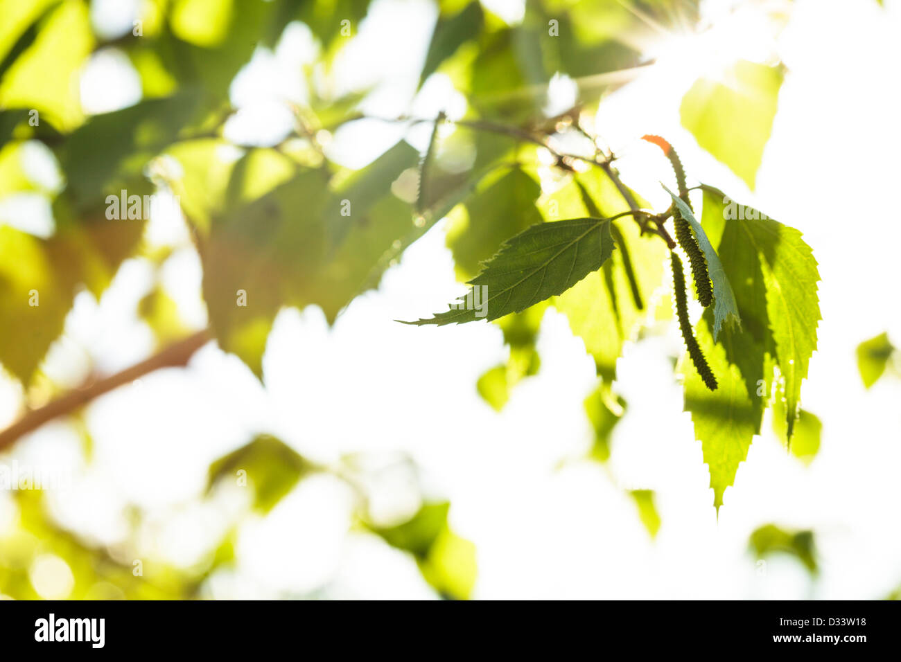 Green leaves close up background for design Stock Photo - Alamy