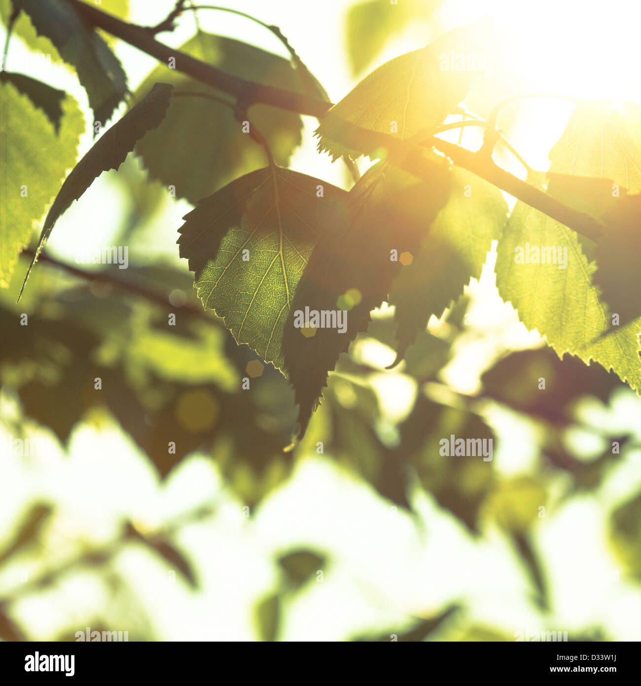 Green leaves close up background for design Stock Photo - Alamy