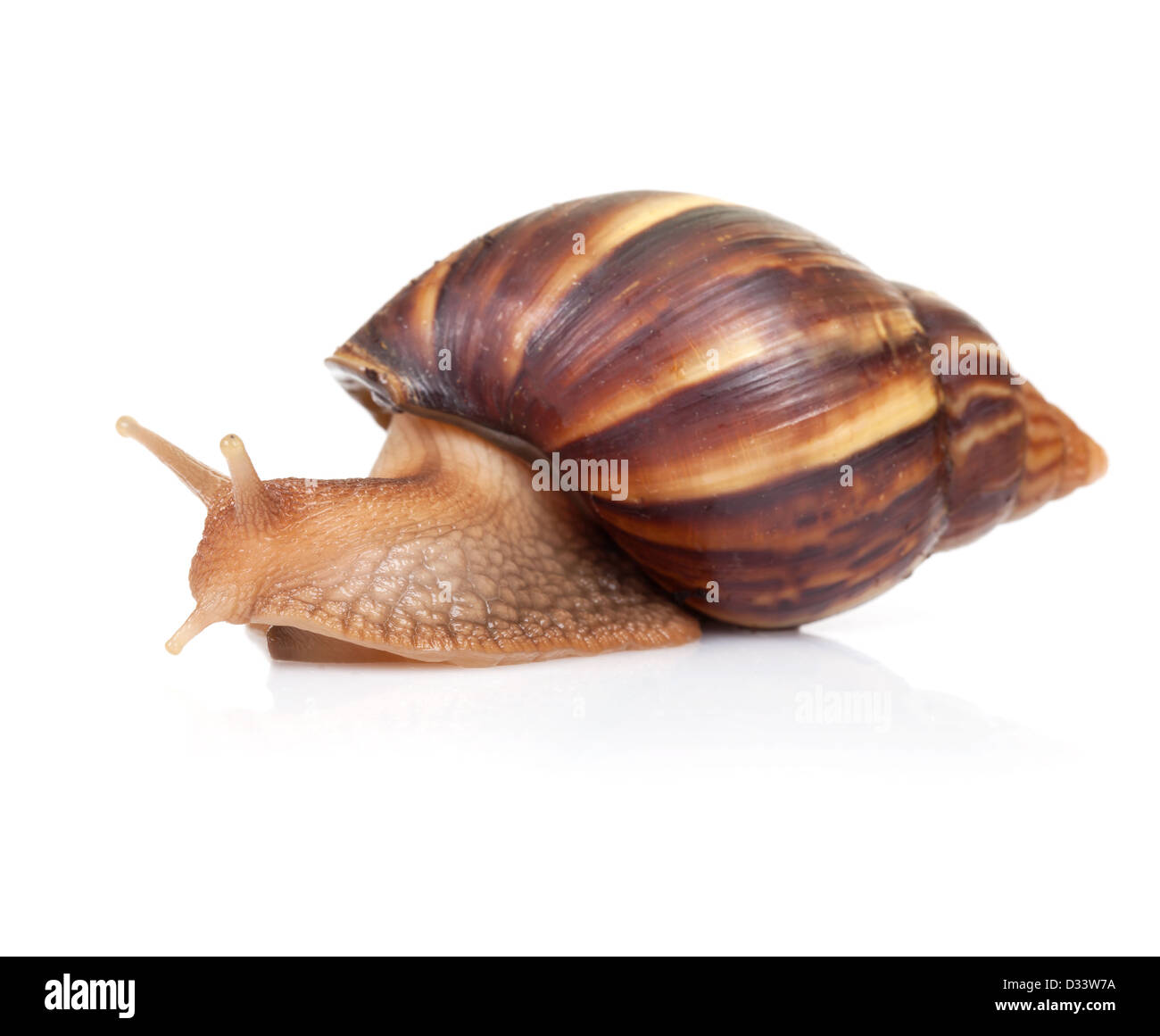 Big brown snail crawls on white background Stock Photo