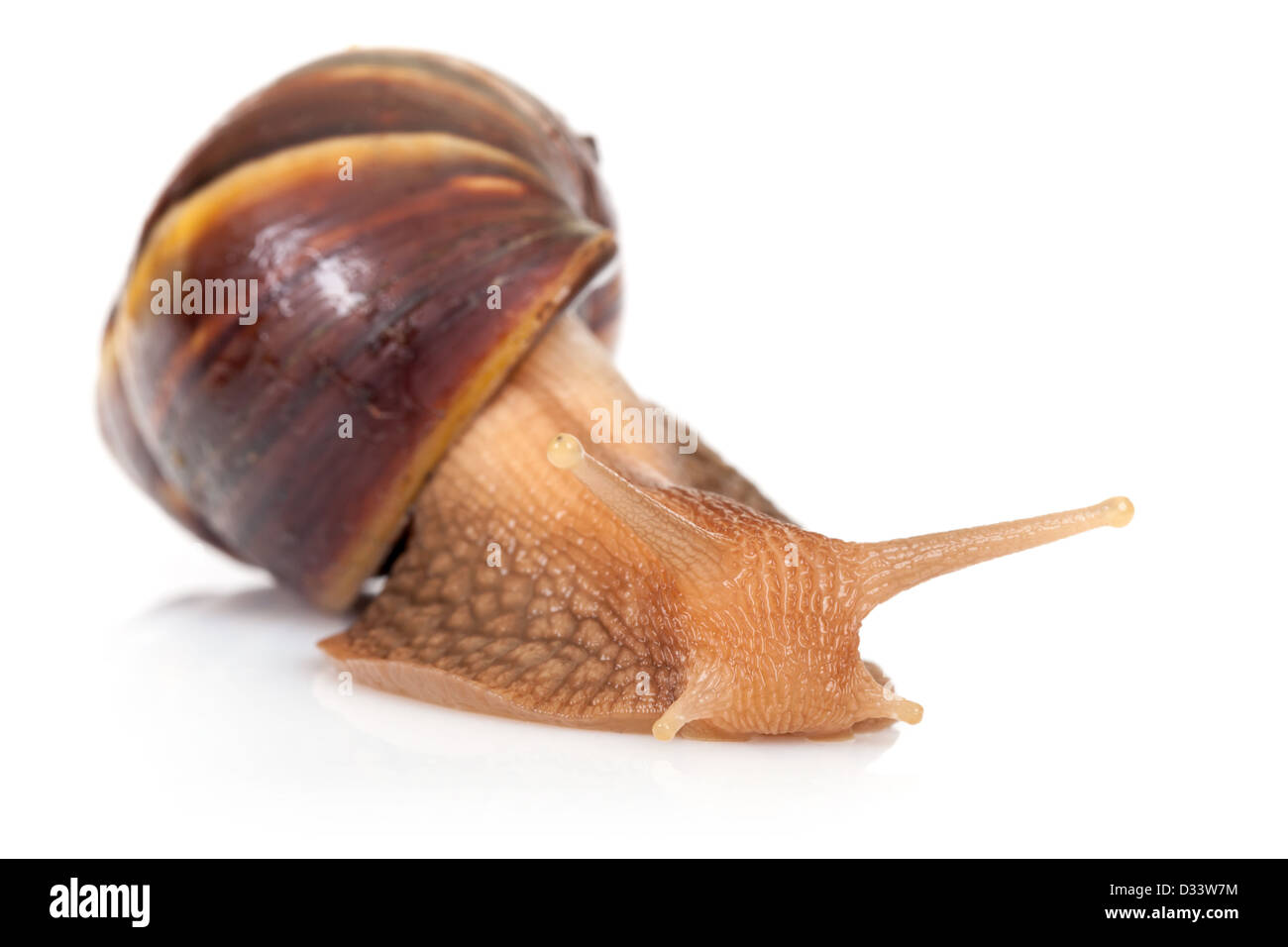 Macro photo of big brown snail crawls on white background Stock Photo