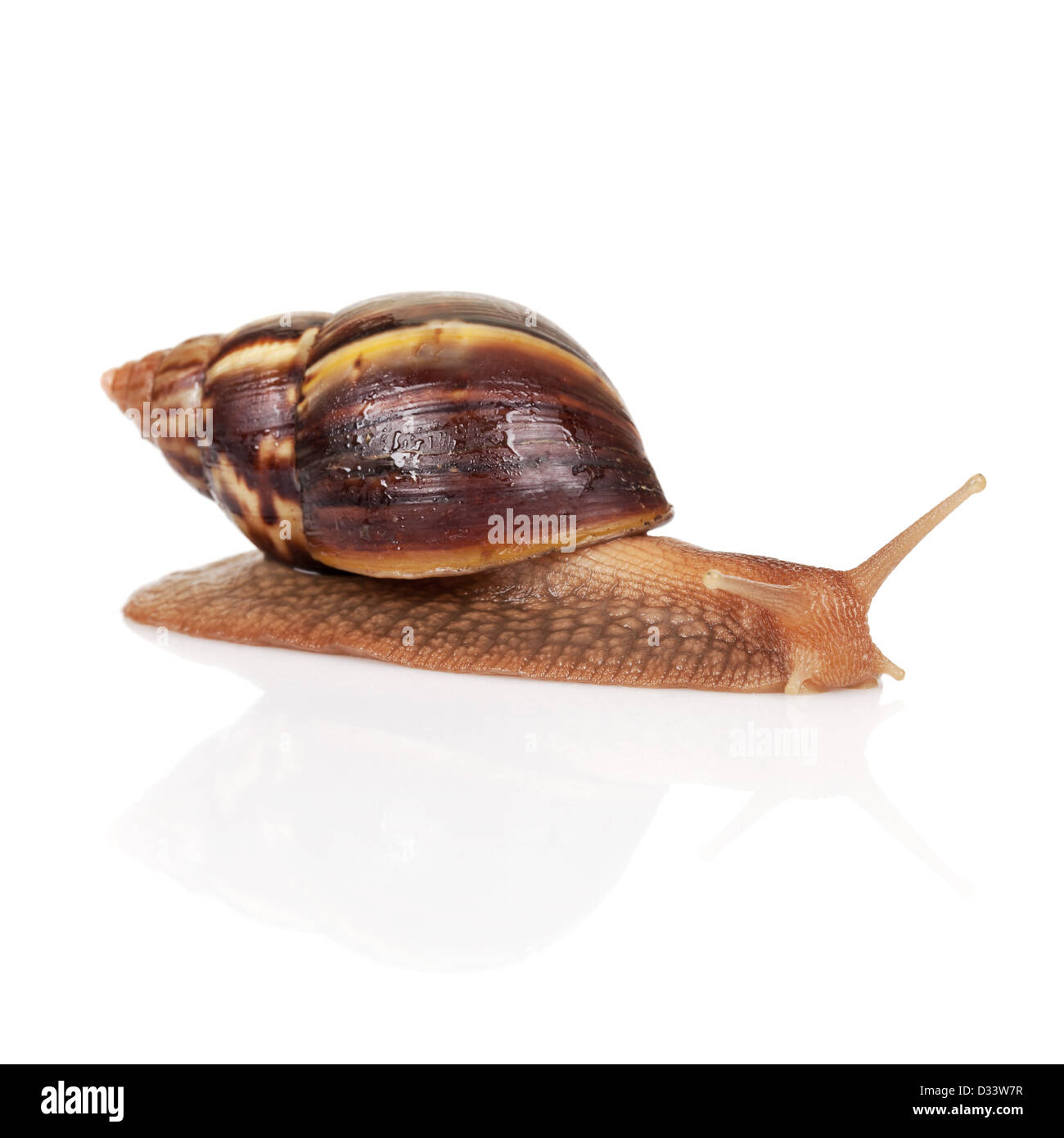 Big brown snail crawls on white background, closeup photo Stock Photo