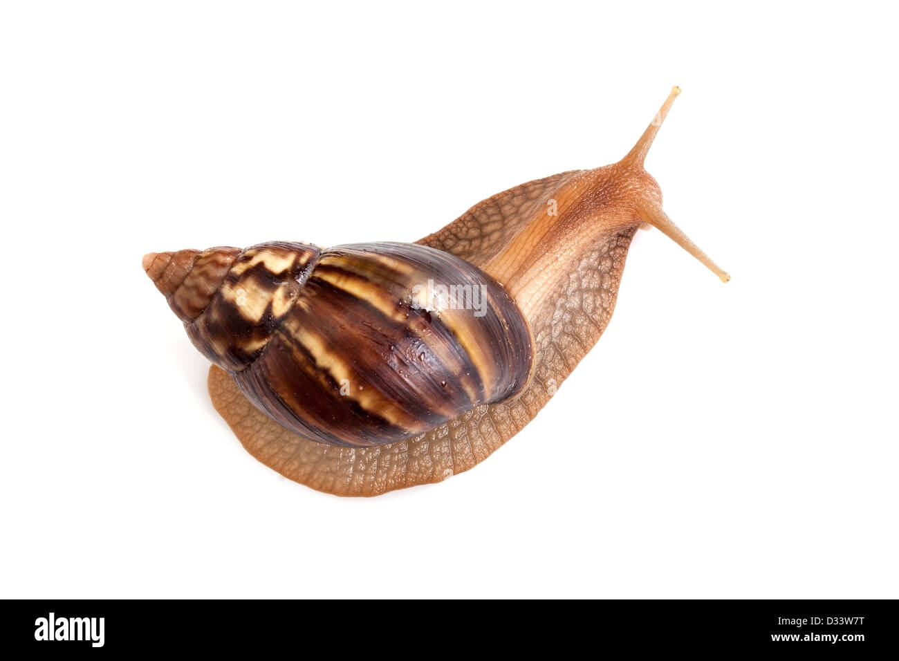Big brown snail crawls on white background, macro photo Stock Photo