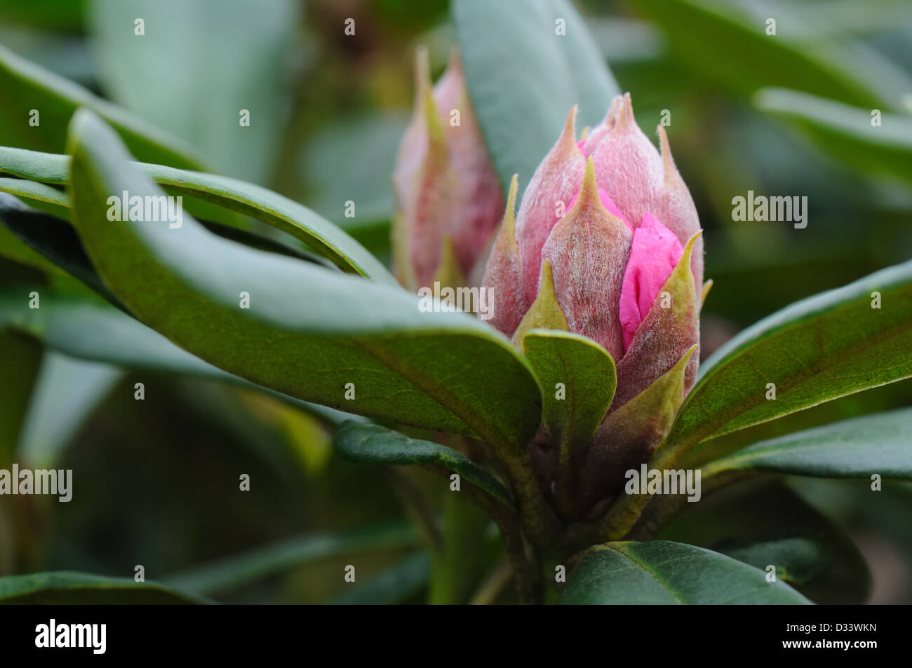 Rhododendron bud starting to open nearing the end of winter in Scotland