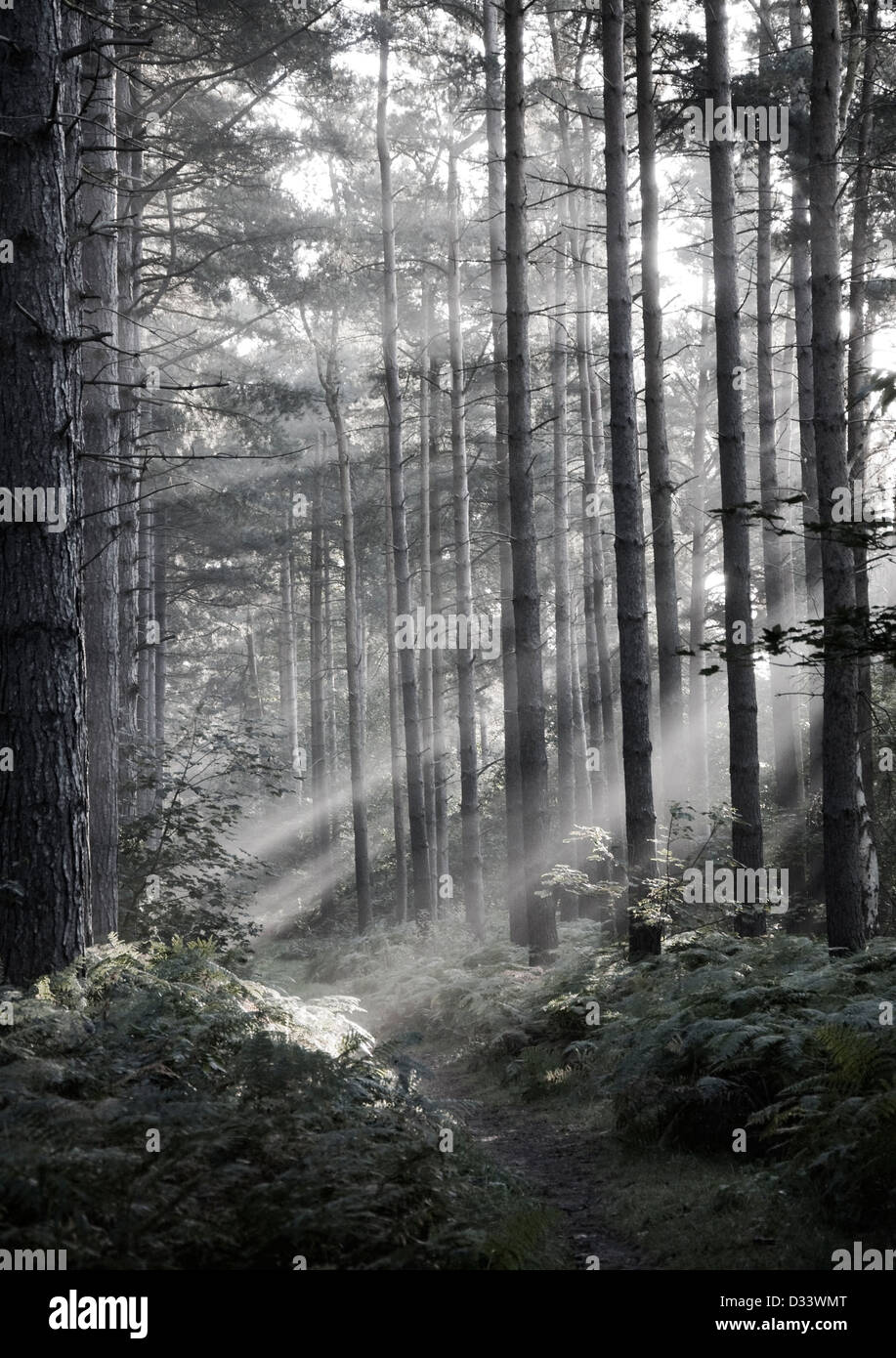 Rays of light in Blidworth Roods, Nottinghamshire UK Stock Photo