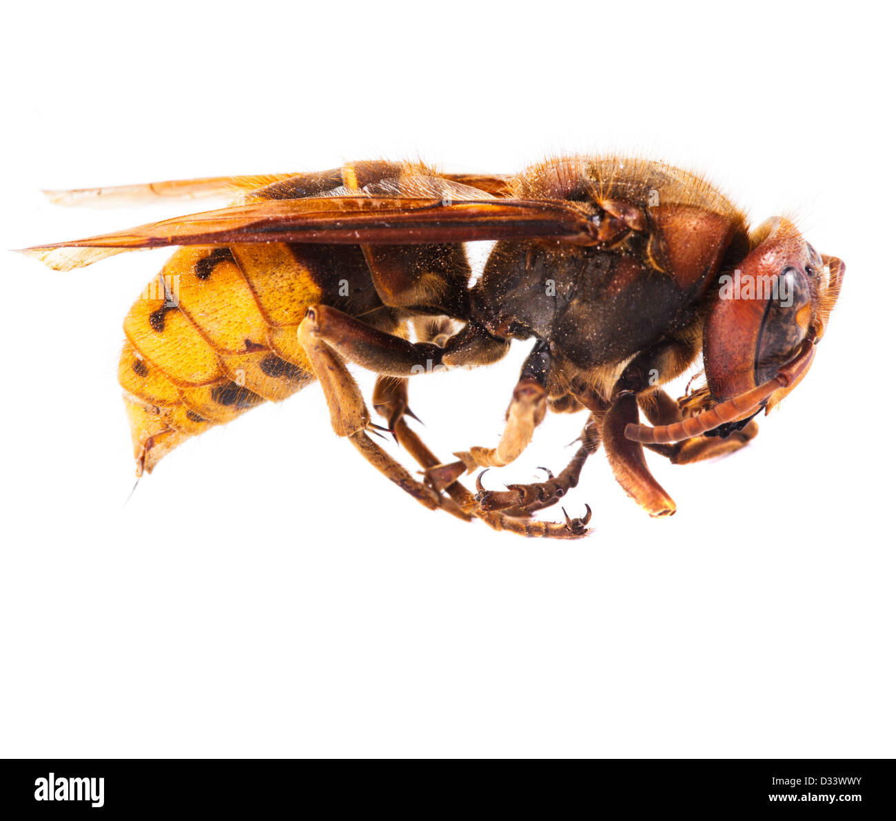 A bee extremely close up on white background Stock Photo - Alamy