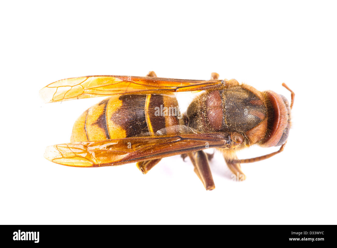 A bee extremely close up on white background Stock Photo - Alamy