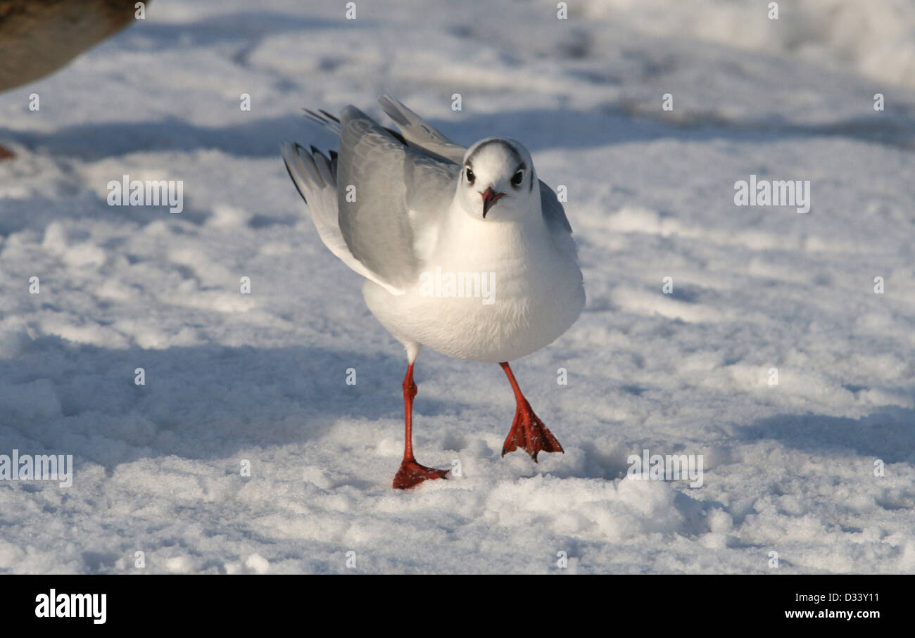 Seagulls on a background of the snow Stock Photo