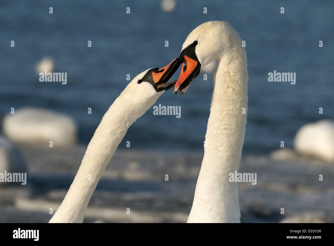 Two white swans on a background of the sea Stock Photo